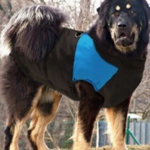 Pet coat
